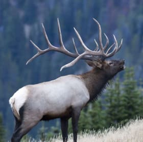 Elk Member Registration item
