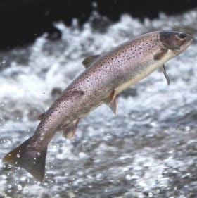 Friday Salmon Dinner item