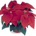 Red Poinsettia 6.5 inch item