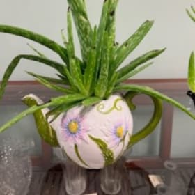 Teapot of Aloe 2 item