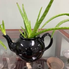 Teapot of Aloe 3 item