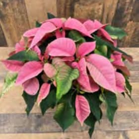 Holiday Blast 8” pot - PINK Poinsettia item
