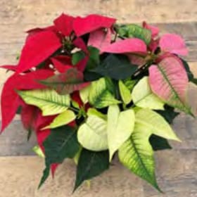 Santa’s Table Top 8” Tri Pan - MIXED Poinsettia item