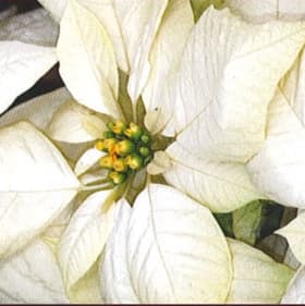 Poinsettia White 6" item