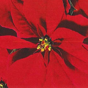 Poinsettia Red 6" item