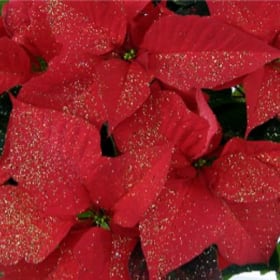 Poinsettia - "Spirit of Christmas," 6.5" item