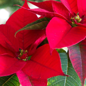 Poinsettia - Red 8" item