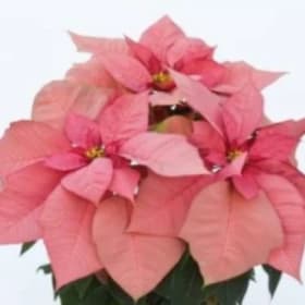 Poinsettia - Pink 8" item