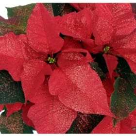 Poinsettia - "Rudolph," 6.5" item