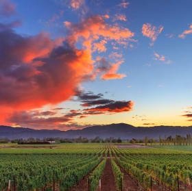 Sipping Napa Valley at Home The Setting Wine,Private Virtual item