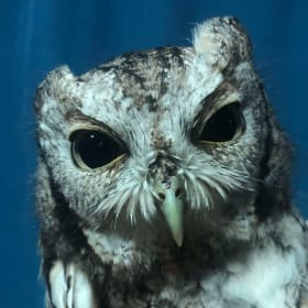 Eastern screech Owl Sponsorship item