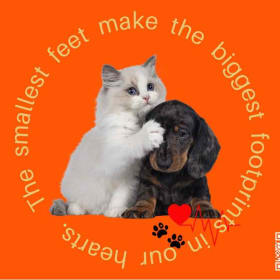 Paw Prints On My Heart Set- Every furry friend's dream! item