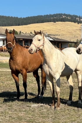 Hog Heaven Ranch getaway item