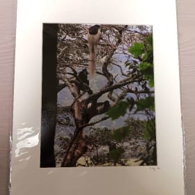 188. Matted Photo of Monkeys in the Serengeti item