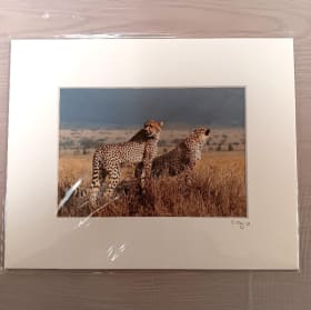 189. Matted Photo of Leopards in the Serengeti item