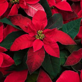 Poinsettia item