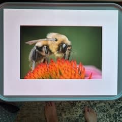 Pollinator at work, 8x12 print item