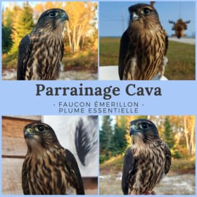 Parrainage Cava, Faucon émerillon item