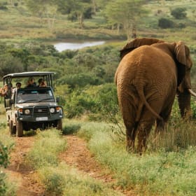 Zulu Nyala South African Photo Safari item