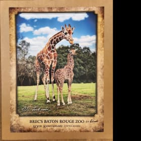BREC's Baton Rouge Zoo Poster item