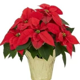 6.5" Poinsettia item