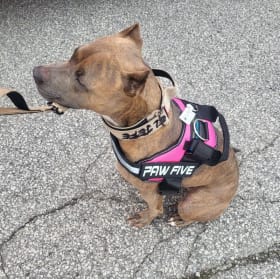 Medium dog harness item