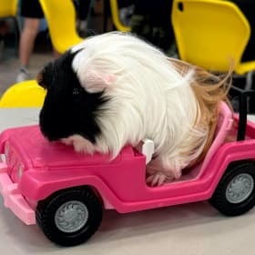 Elvis the Guinea Pig in Your Child's Class for a Half Day item