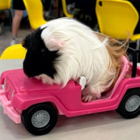 Elvis the Guinea Pig in Your Child's Class for a Half Day item