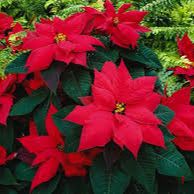 8 inch Poinsettia item
