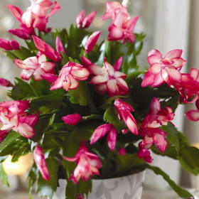 4” Christmas Cactus item