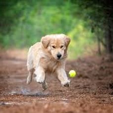 Paw-some Portrait Session by Windhound Photography item