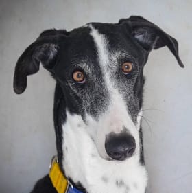 Toile lévrier art textile item