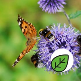 Polinisateurs et hôtel à insectes item