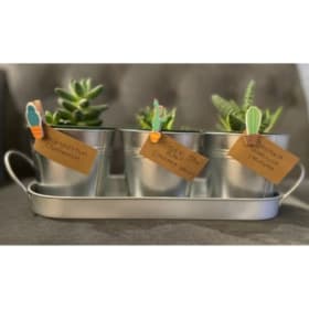 Succulent Collection. item