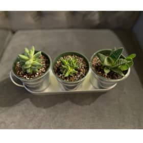 Succulent Collection. item