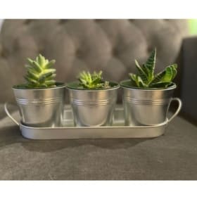 Succulent Collection. item
