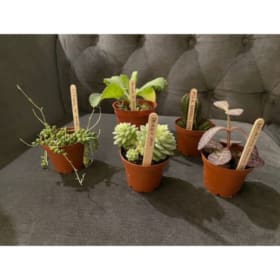 Plant starter pack. item