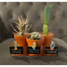 Cactus Collection item