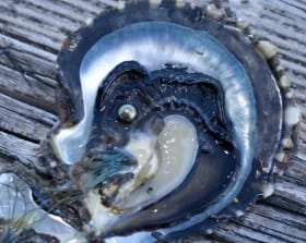 13-14mm high luster Tahitian pearl pendant, silver chain item