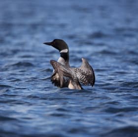 Plongeon huard qui se nettoie item