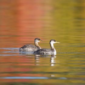 Grèbes jougris item
