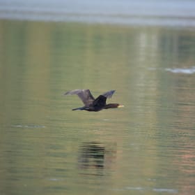 Cormorant à aigrettes item