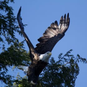 Pygargue à tête blanche item