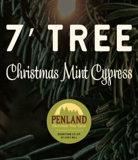 7' Christmas Mint Cypress item