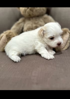 Havanese Puppy item