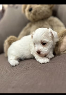Havanese Puppy item