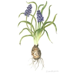 "Muscari" by Deborah Crawford item