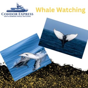 2 Whale Watching Certificates item