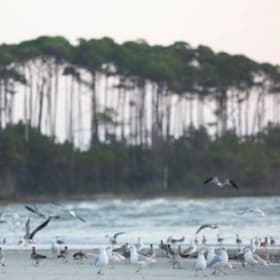 Bird and Nature Walk at Waties Island with Dr. Chris Hill item