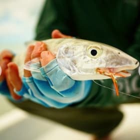 Go Fish - ½ Day Flats Fishing item